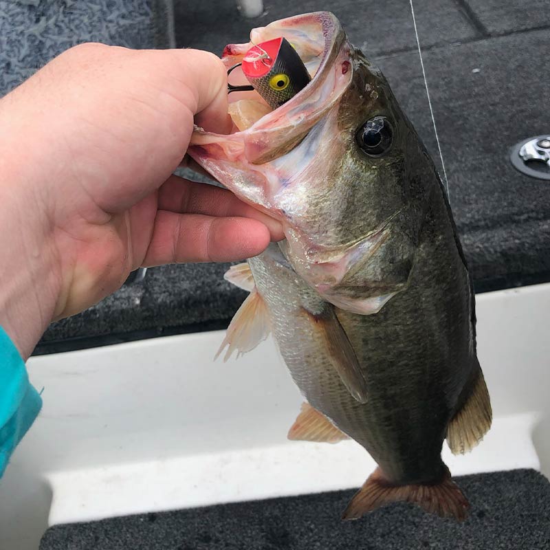 AHQ INSIDER Clarks Hill (GA/SC) 2022 Week 40 Fishing Report – Updated October 6