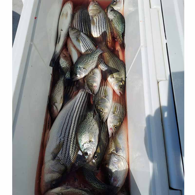 AHQ INSIDER Lake Greenwood (SC) Summer 2021 Fishing Report – Updated June 24