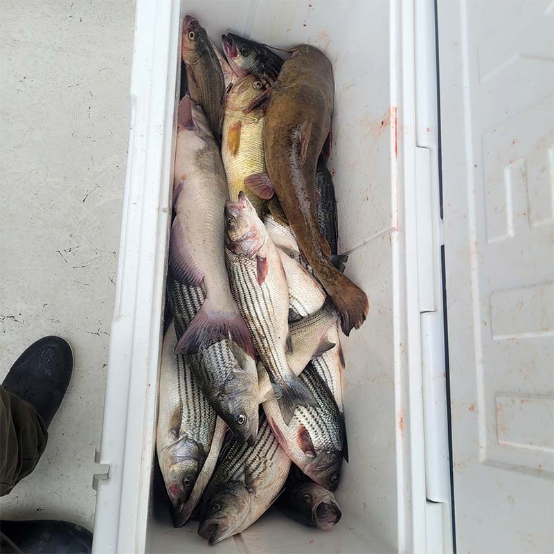 AHQ INSIDER Lake Greenwood (SC) 2023 Week 1 Fishing Report – Updated January 5