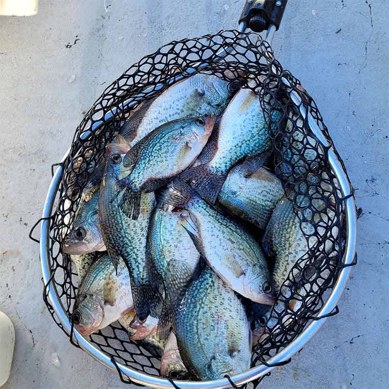 AHQ INSIDER Lake Greenwood (SC) 2022 Week 43 Fishing Report – Updated October 26