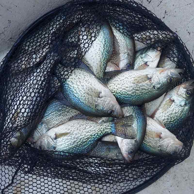 AHQ INSIDER Lake Greenwood (SC) Spring 2021 Fishing Report – Updated May 26