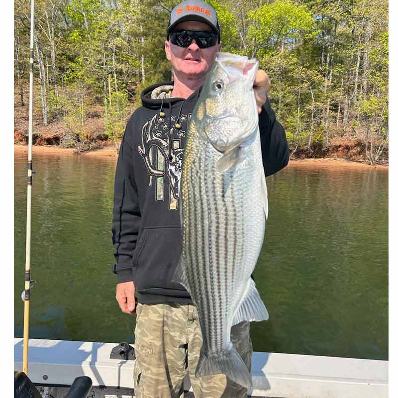 AHQ INSIDER Lake Hartwell (GA/SC) 2024 Week 17 Fishing Report – Updated April 24