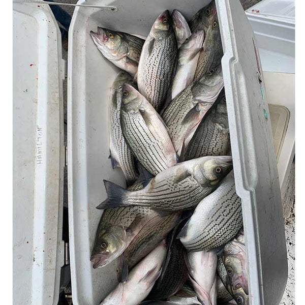 AHQ INSIDER Lake Hartwell (GA/SC) 2022 Week 16 Fishing Report – Update -  Angler's Headquarters