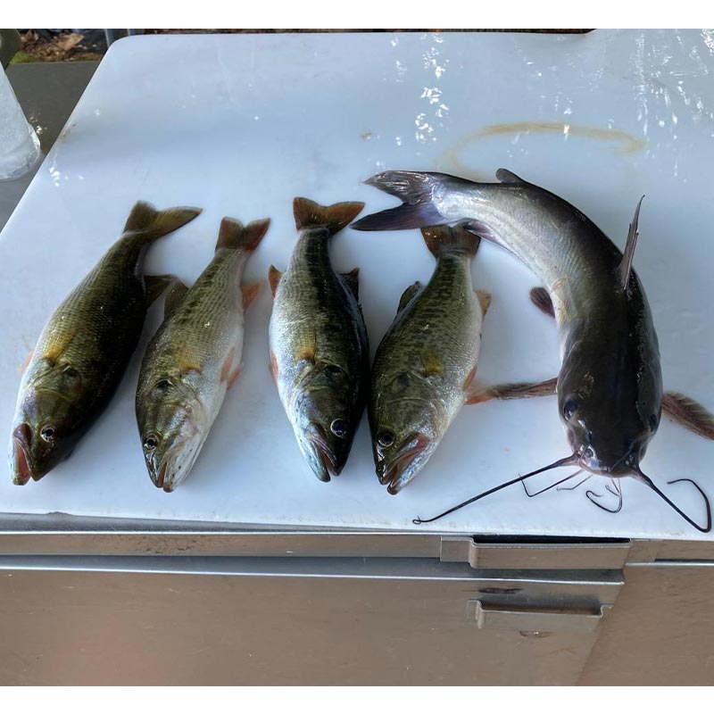 AHQ INSIDER Lake Hartwell (GA/SC) 2023 Week 40 Fishing Report – Updated October 5