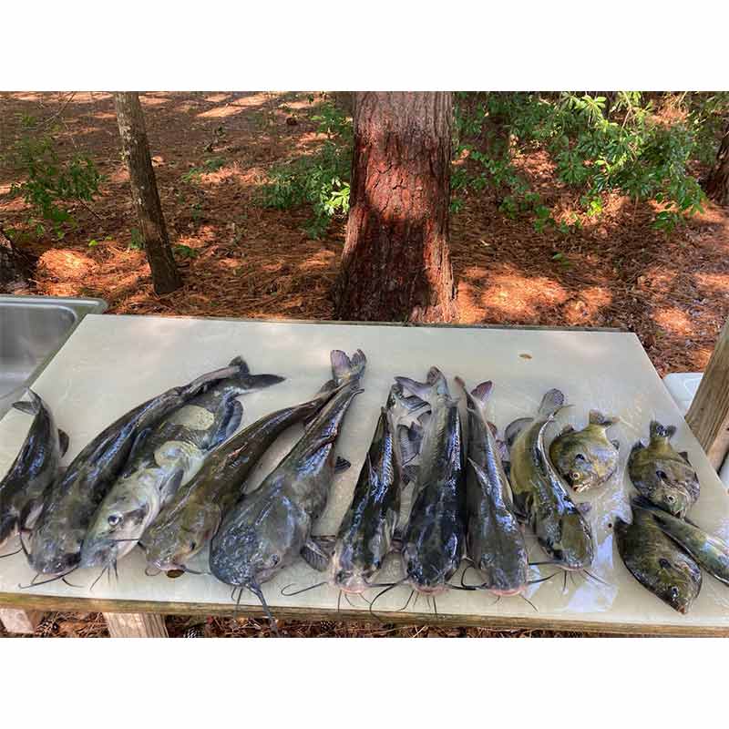 AHQ INSIDER Lake Hartwell (GA/SC) 2023 Week 30 Fishing Report – Updated July 27