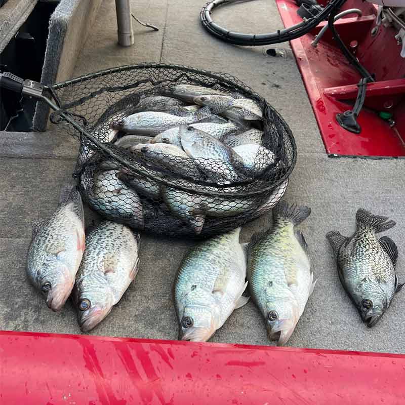 AHQ INSIDER Lake Hartwell (GA/SC) 2023 Week 16 Fishing Report – Updated April 20