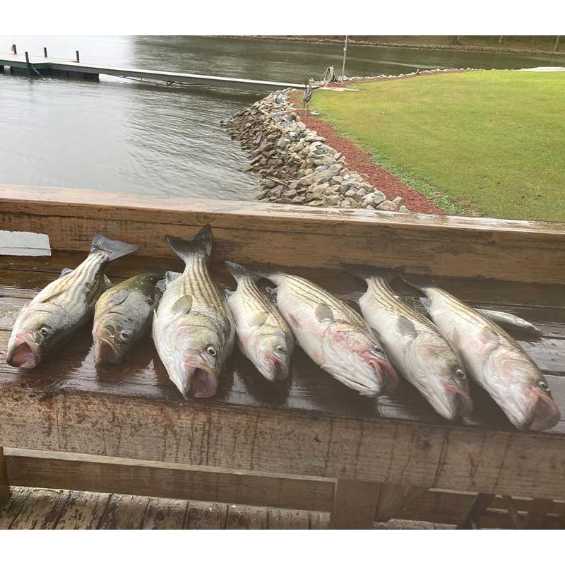 AHQ INSIDER Lake Murray (SC) Spring 2022 Fishing Report - Updated February 1