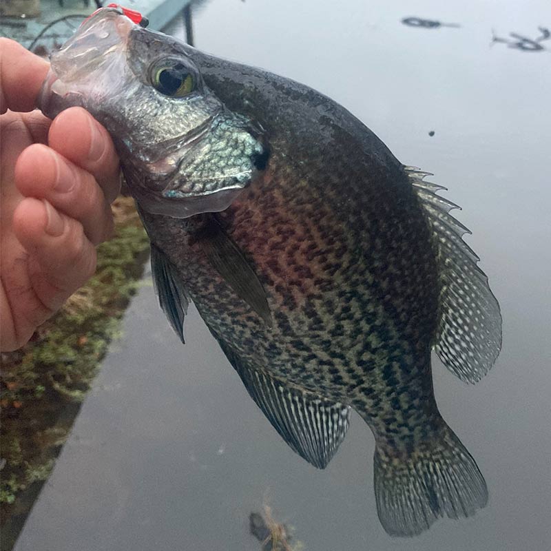 AHQ INSIDER Lake Murray (SC) Spring 2022 Fishing Report - Updated March 25