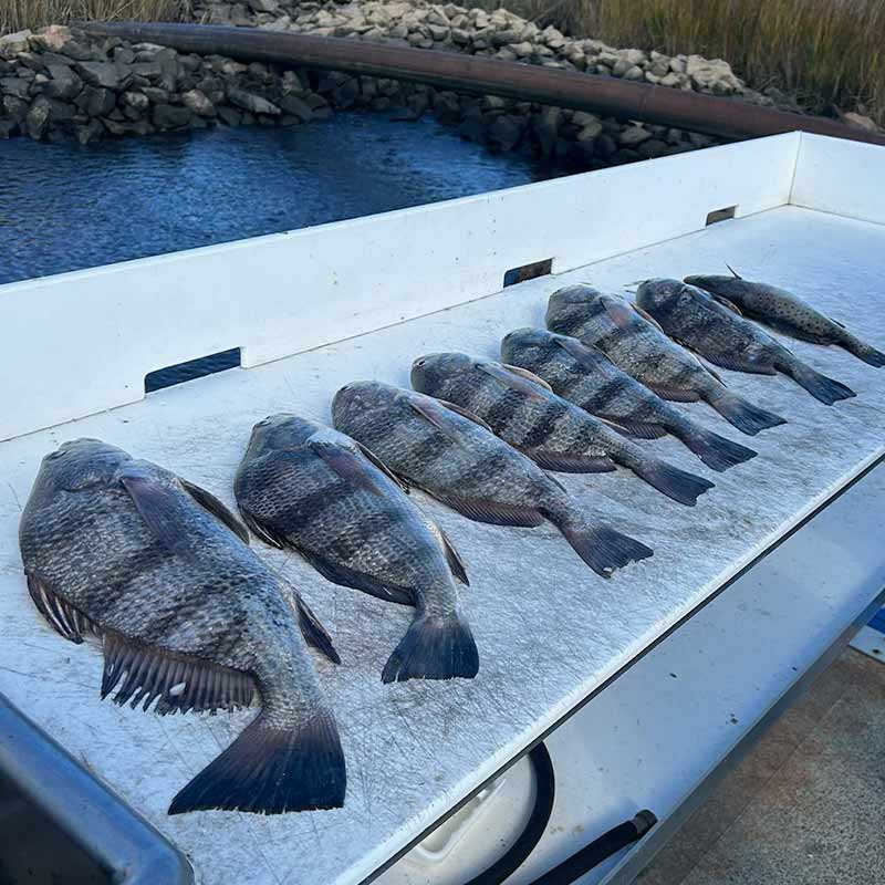 AHQ INSIDER North Myrtle Beach (North Grand Strand, SC) 2024 Week 1 Fishing Report – Updated January 4