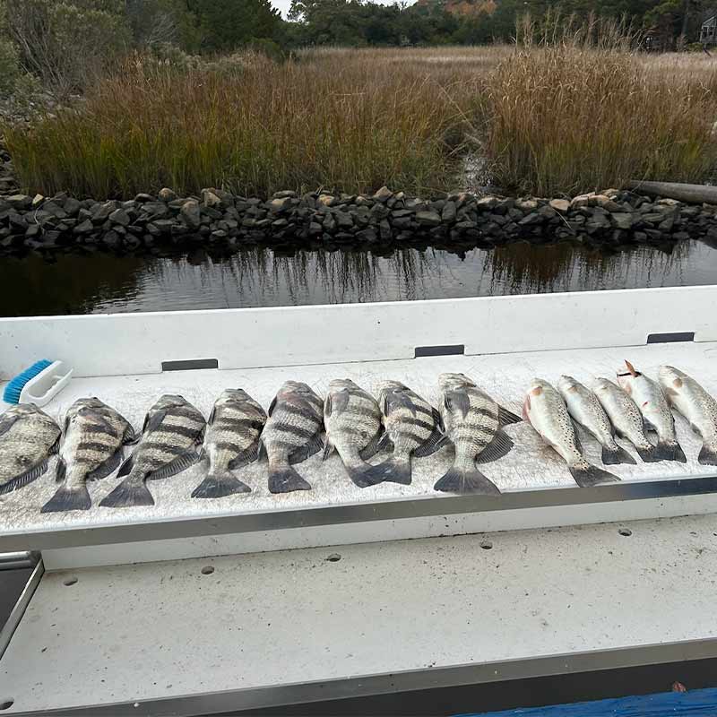 AHQ INSIDER North Myrtle Beach (North Grand Strand, SC) 2023 Week 50 Fishing Report – Updated December 14
