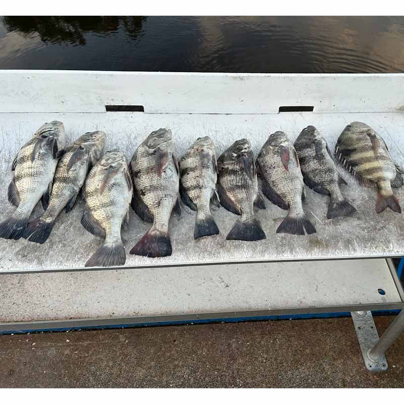 AHQ INSIDER North Myrtle Beach (North Grand Strand, SC) 2023 Week 48 Fishing Report – Updated November 29
