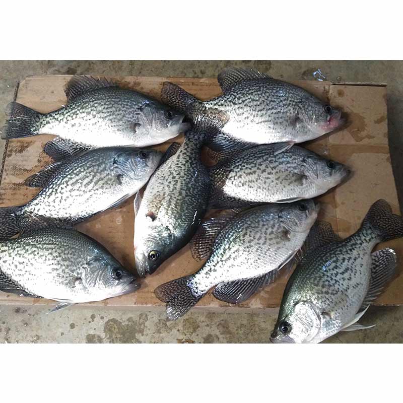 AHQ INSIDER Lake Russell (GA/SC) 2024 Week 8 Fishing Report – Updated February 23