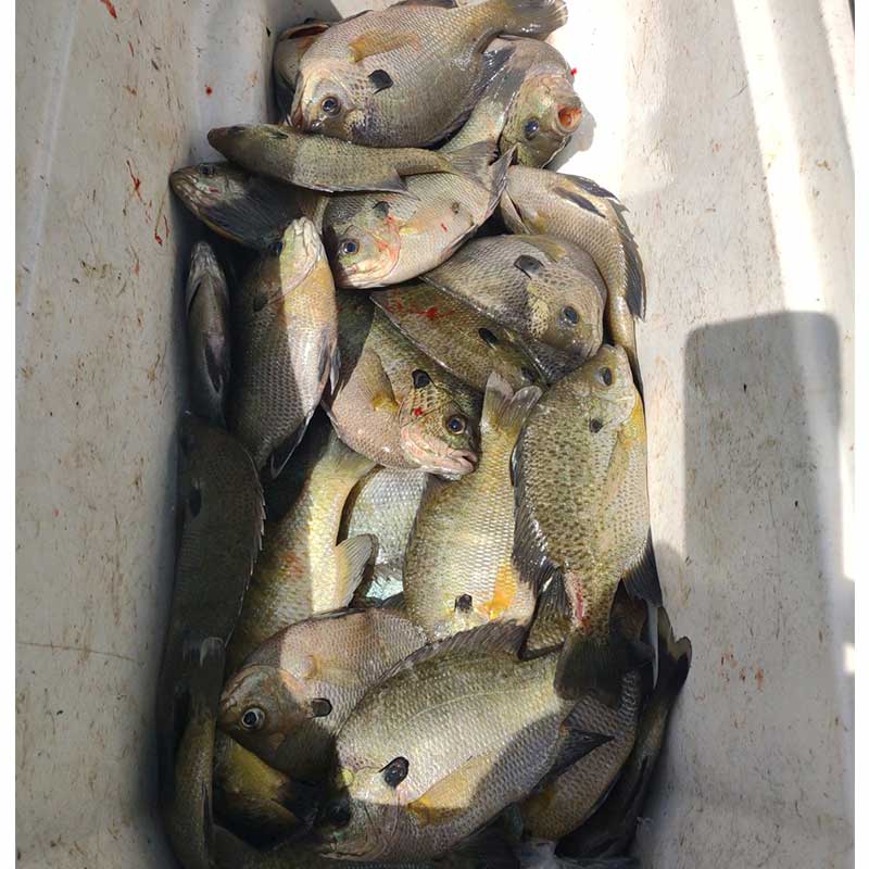 AHQ INSIDER Santee Cooper (SC) 2023 Week 13 Fishing Report – Updated March 30