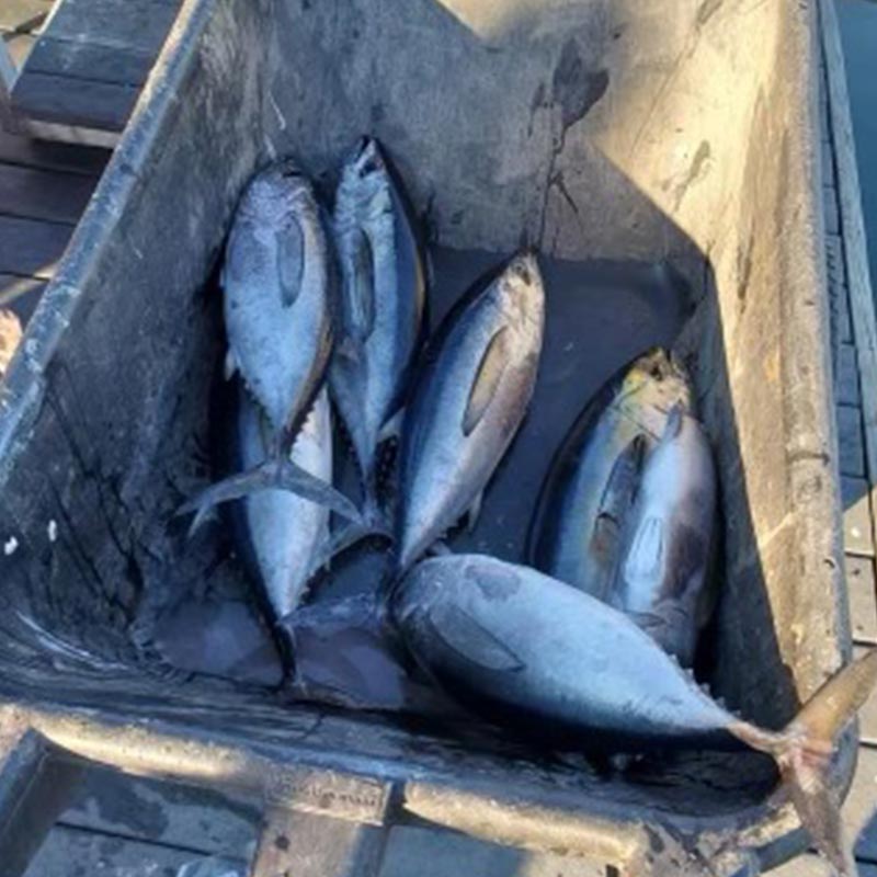 AHQ INSIDER South Grand Strand/ Murrells Inlet (SC) Fall 2021 Fishing Report – Updated December 22
