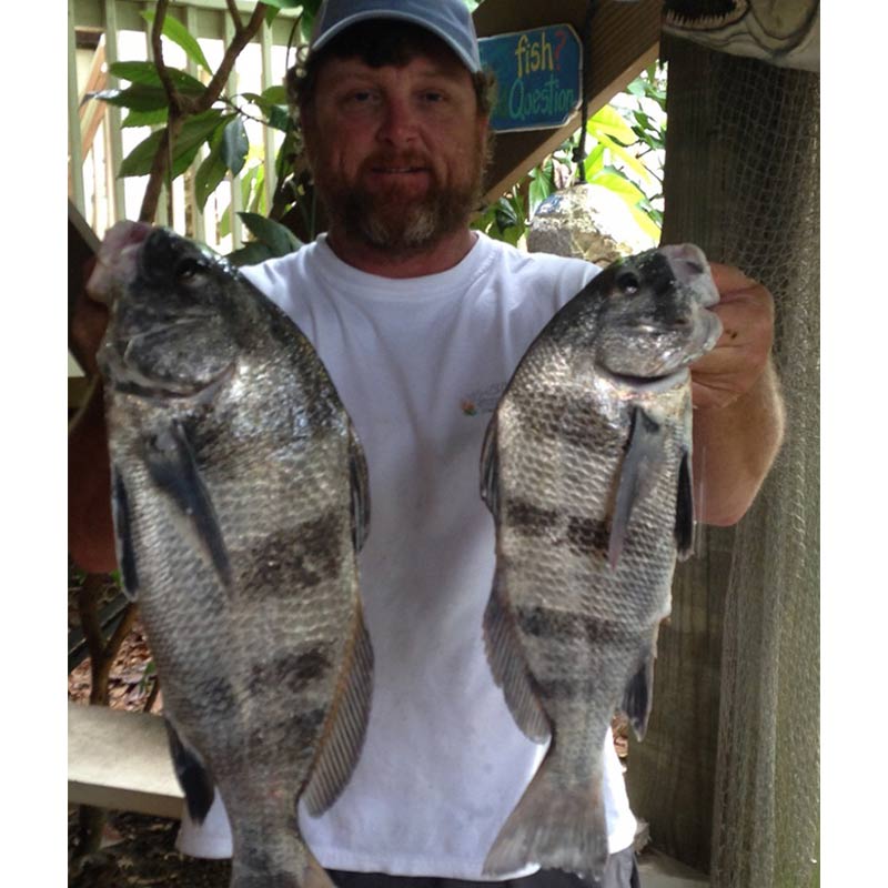 AHQ INSIDER South Grand Strand (SC) Summer 2020 Fishing Report – Updated June 15