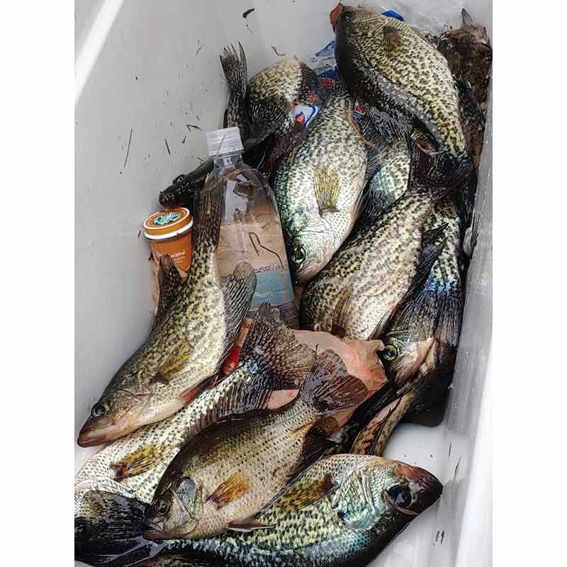 AHQ INSIDER South Grand Strand (SC) Spring 2021 Fishing Report – Updated February 5