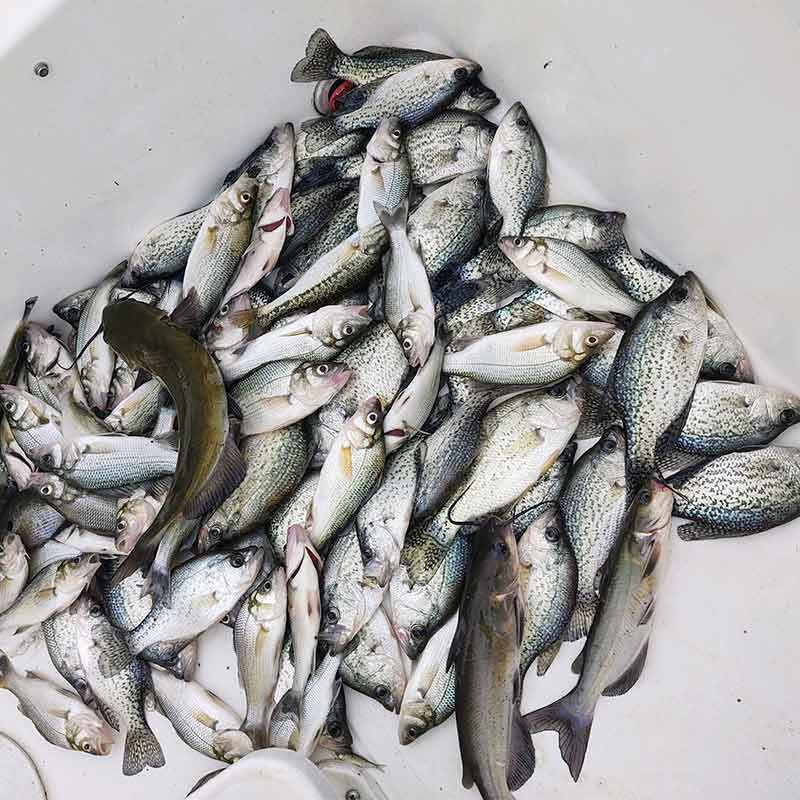 AHQ INSIDER Lake Wylie (NC/SC) 2023 Week 21 Fishing Report – Updated May 26