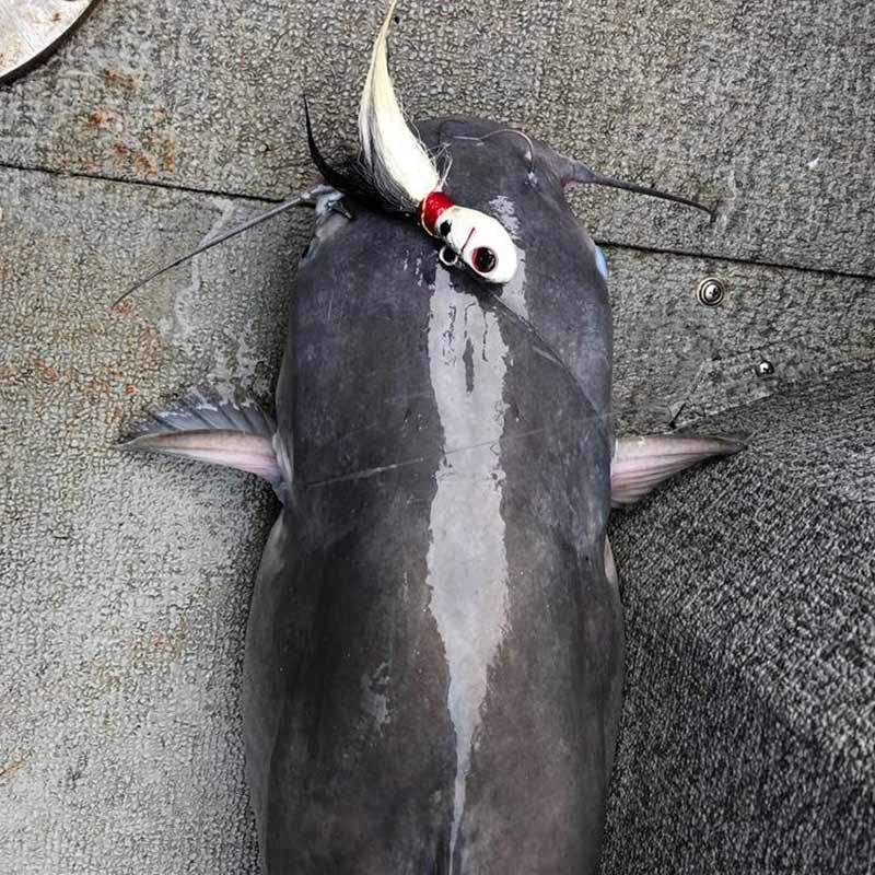 AHQ INSIDER Lake Hartwell (GA/SC) Fall 2019 Fishing Report – Updated December 13