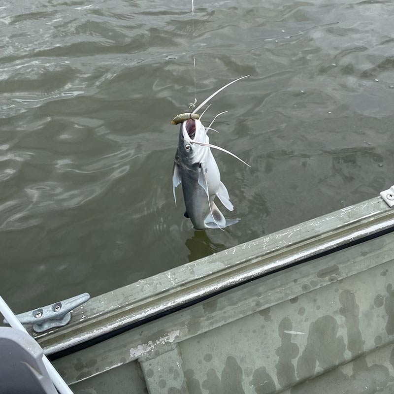 AHQ INSIDER Beaufort (SC) Summer 2021 Fishing Report – Updated June 11