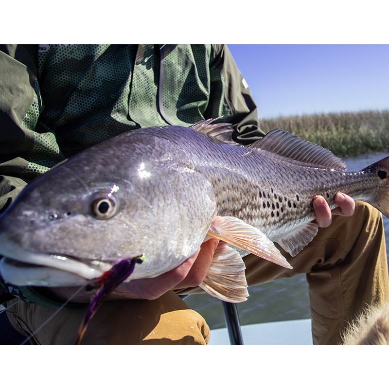 AHQ INSIDER Beaufort (SC) Spring 2020 Fishing Report – Updated January 10