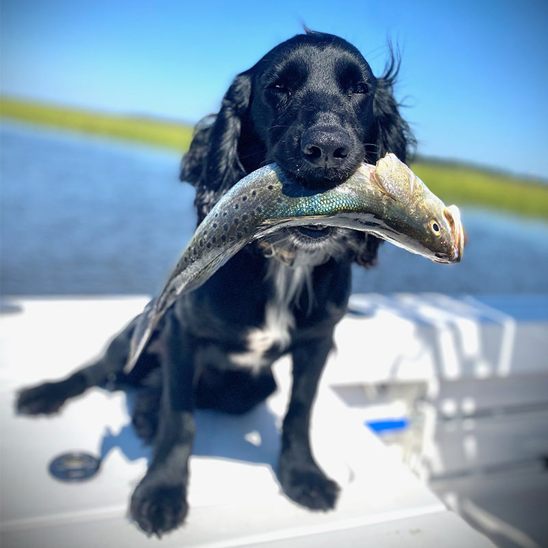 AHQ INSIDER Beaufort (SC) 2023 Week 41 Fishing Report – Updated October 13