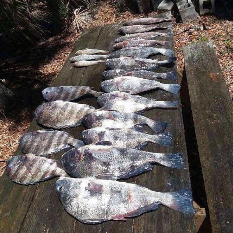 AHQ INSIDER Beaufort (SC) Spring 2020 Fishing Report – Updated July 2