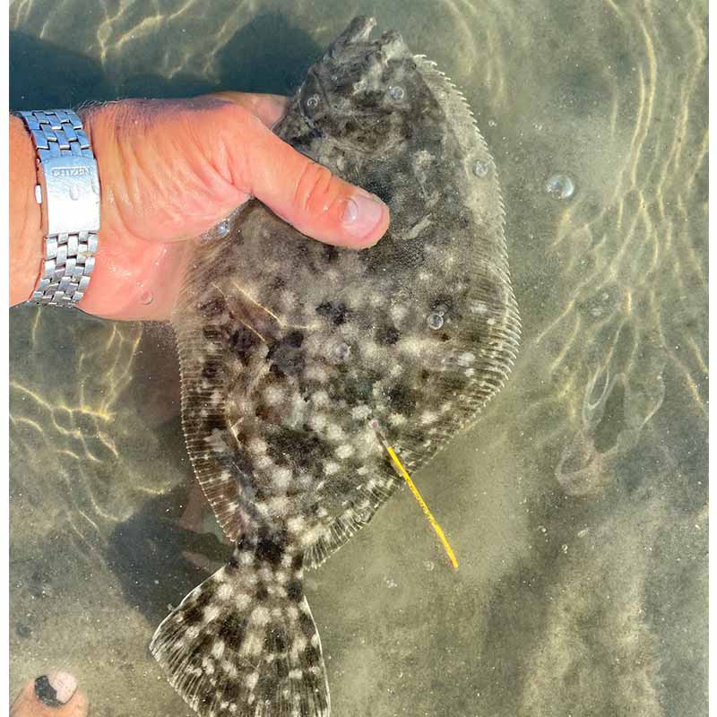 AHQ INSIDER Beaufort (SC) 2023 Week 28 Fishing Report – Updated July 13