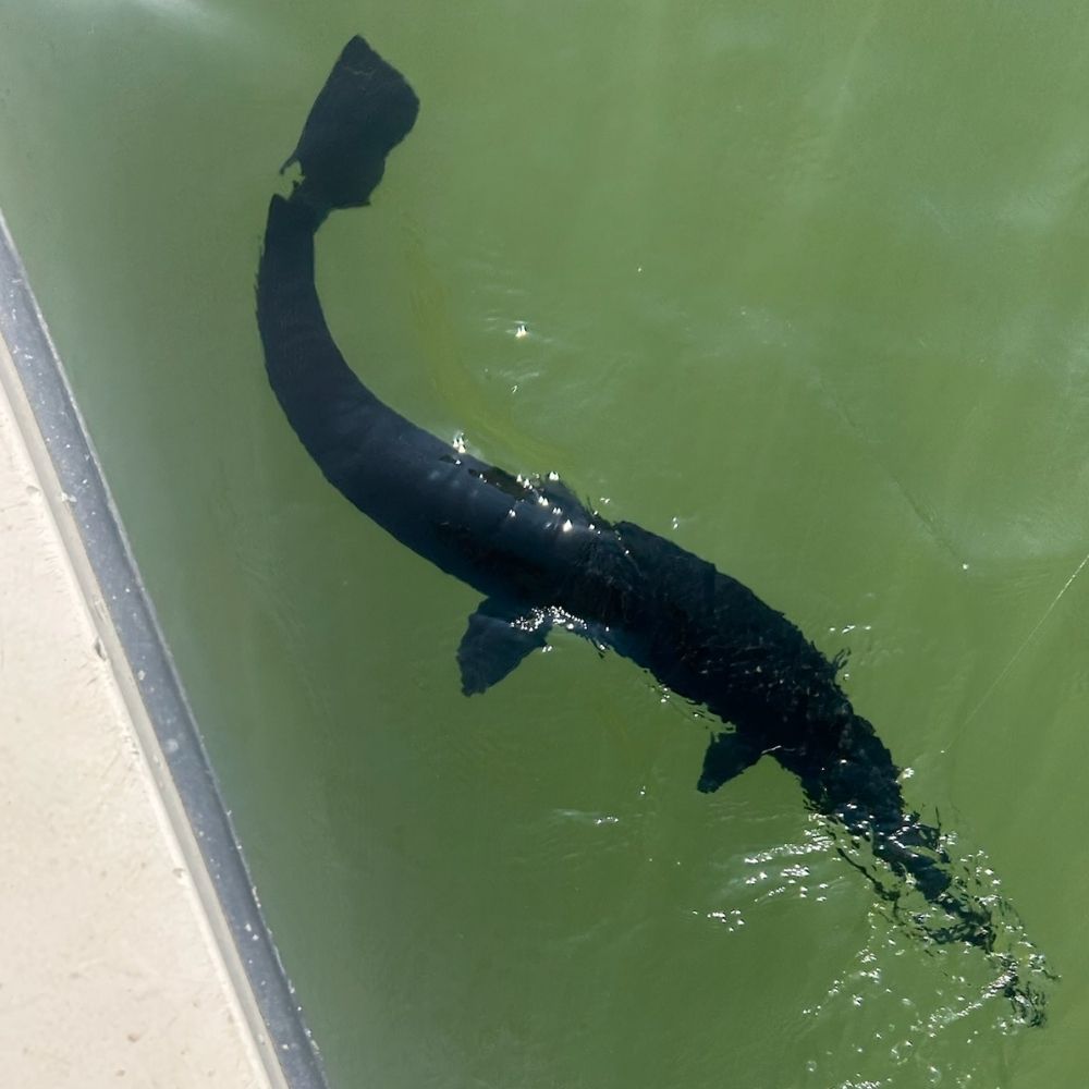 Black gar with Captain Chip Hamilton 