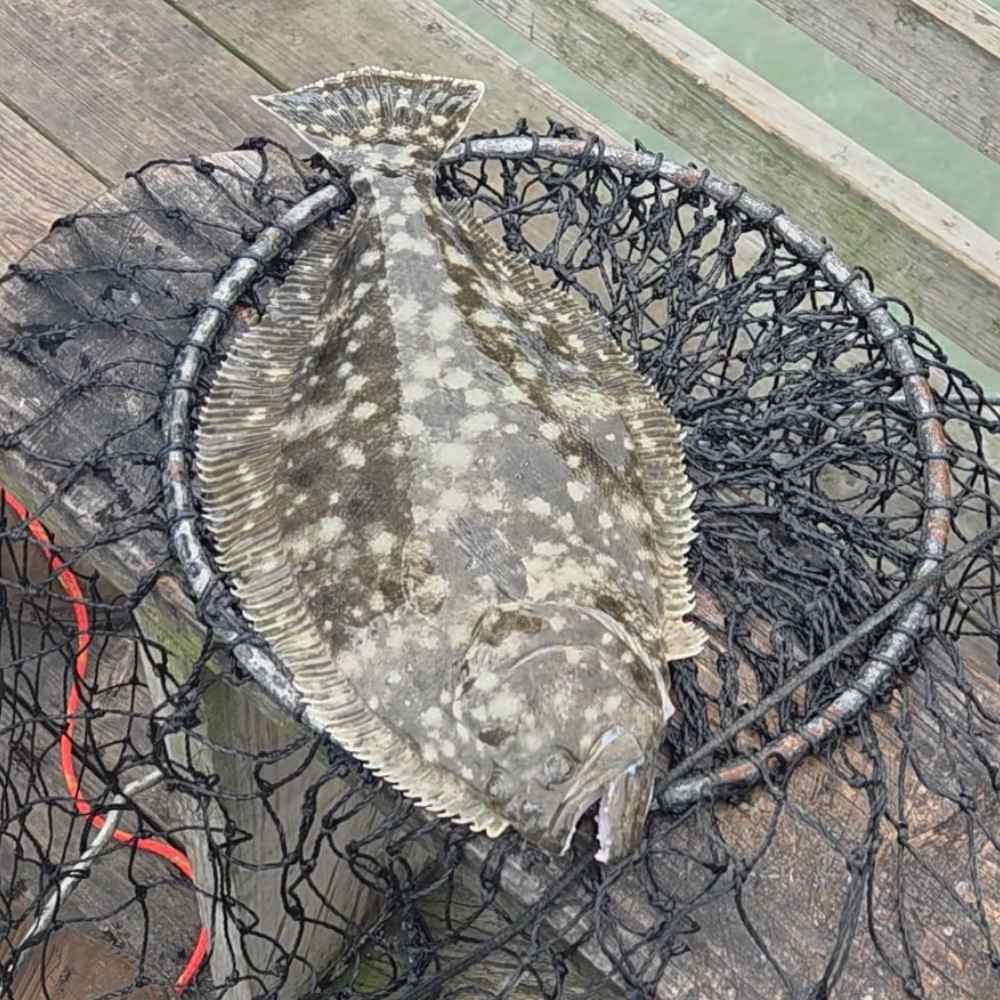 AHQ INSIDER Beaufort (SC) 2026 Week 30 Fishing Report – Updated July 23