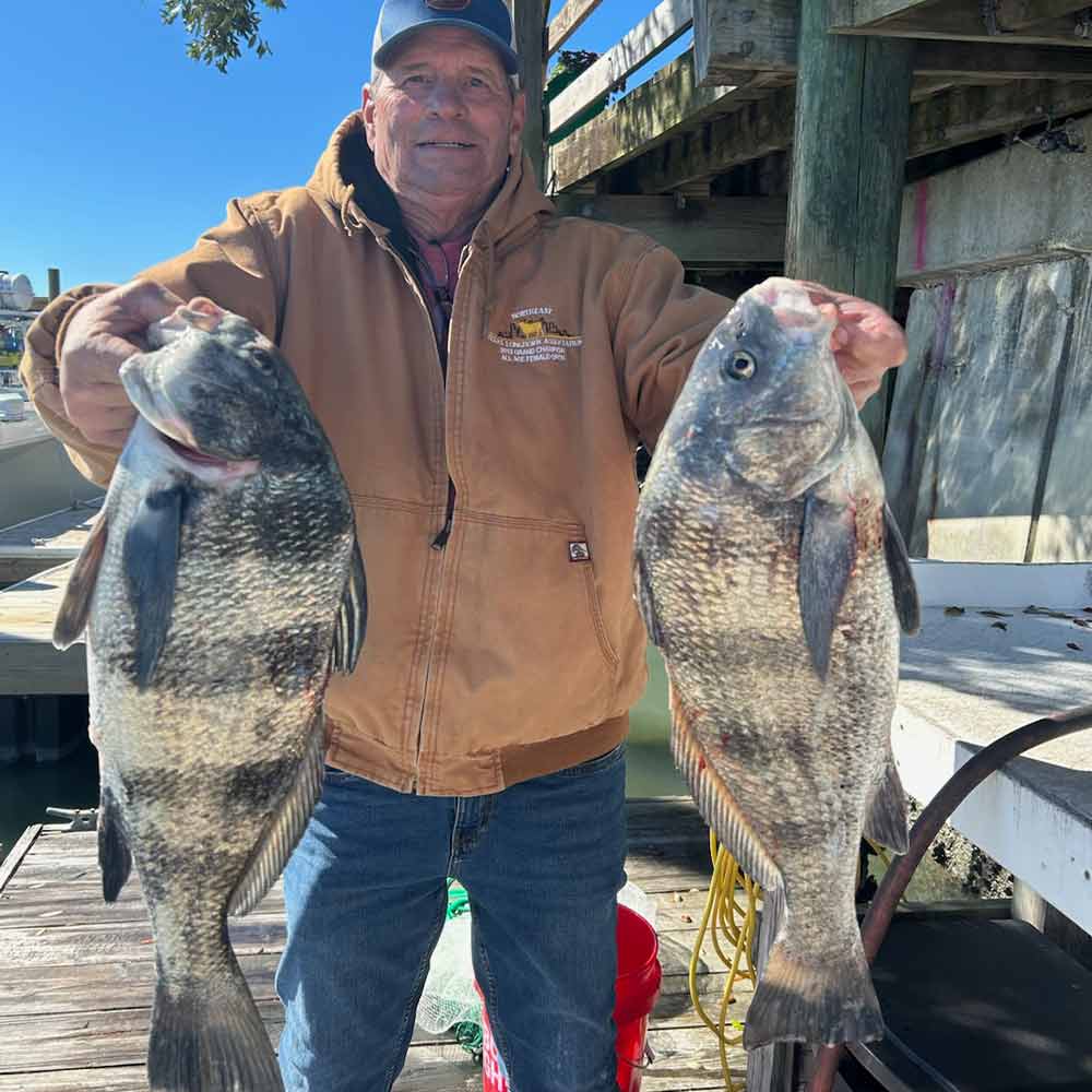Black drum caught with Captain Caleb Hartley