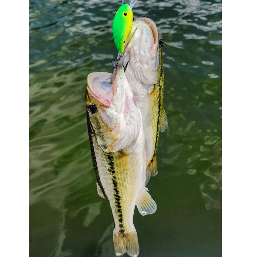 best fishing lures for lake wylie s.c Lake-X Hammer - Blackbird Lake Wylie's bass a big