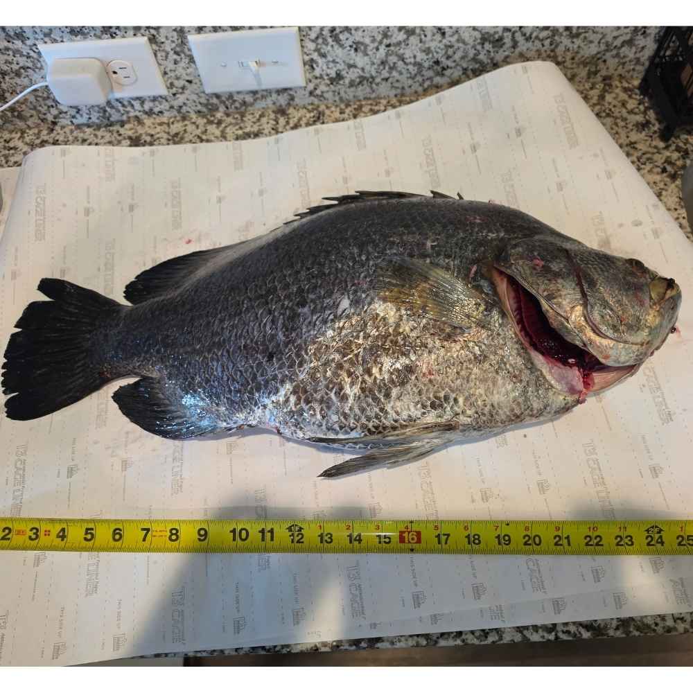 9/17 Catch of the Day - Port Royal Tripletail