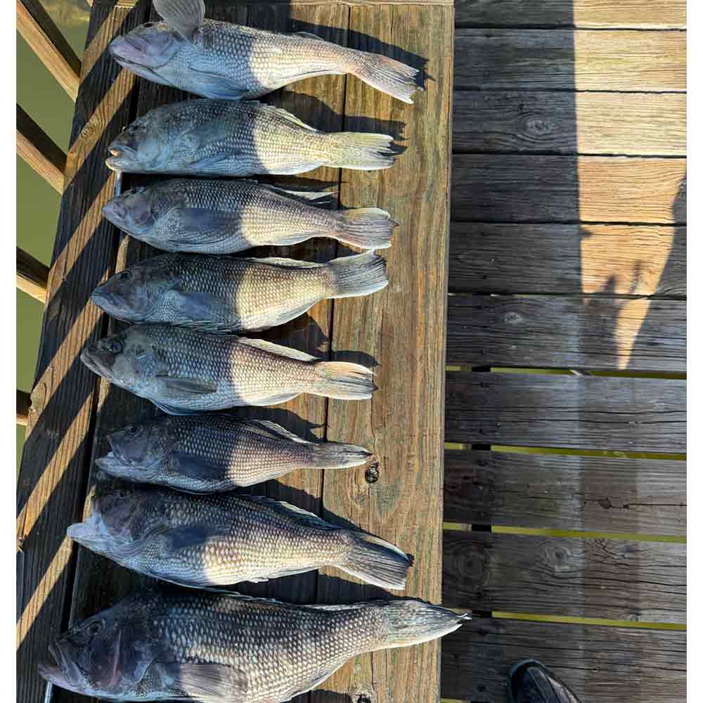 Top shelf eating - photo courtesy of Captain Rob Bennett