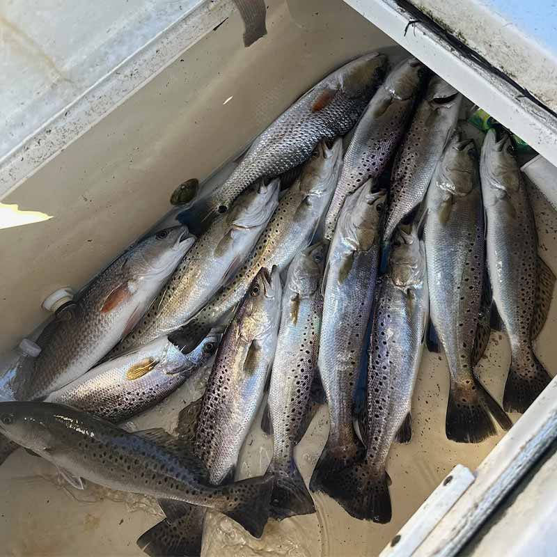 AHQ INSIDER Charleston (SC) 2023 Week 43 Fishing Report – Updated October 27