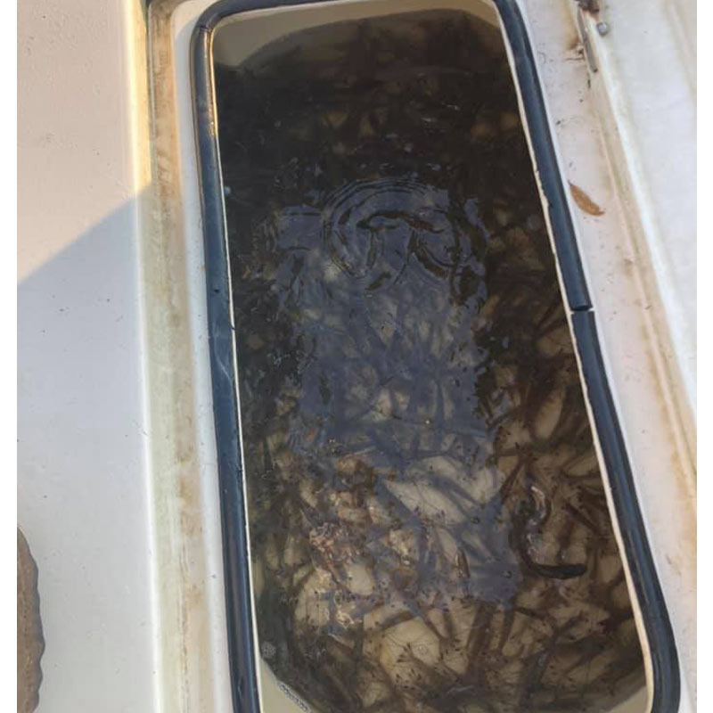 AHQ INSIDER Charleston (SC) Fall 2021 Fishing Report – Updated October 7