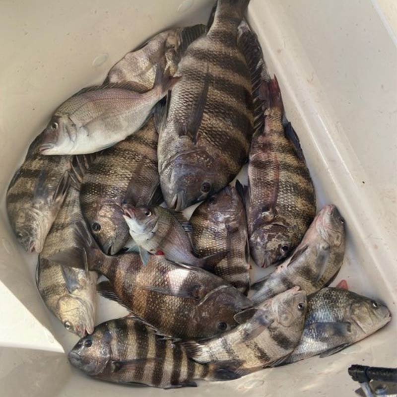 AHQ INSIDER Charleston (SC) Spring 2020 Fishing Report – Updated February 27