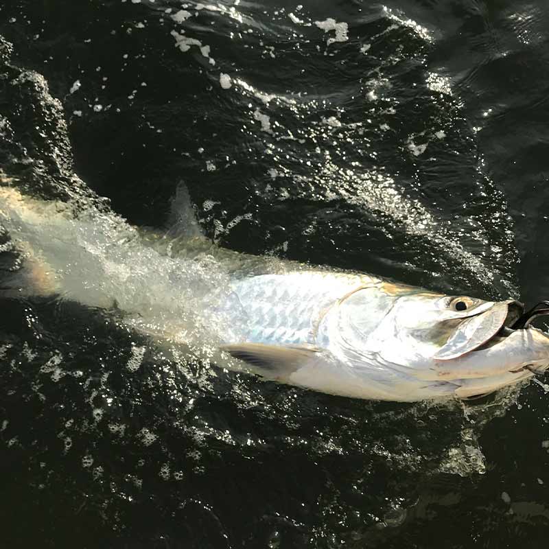 AHQ INSIDER Charleston (SC) 2022 Week 25 Fishing Report – Updated June 23