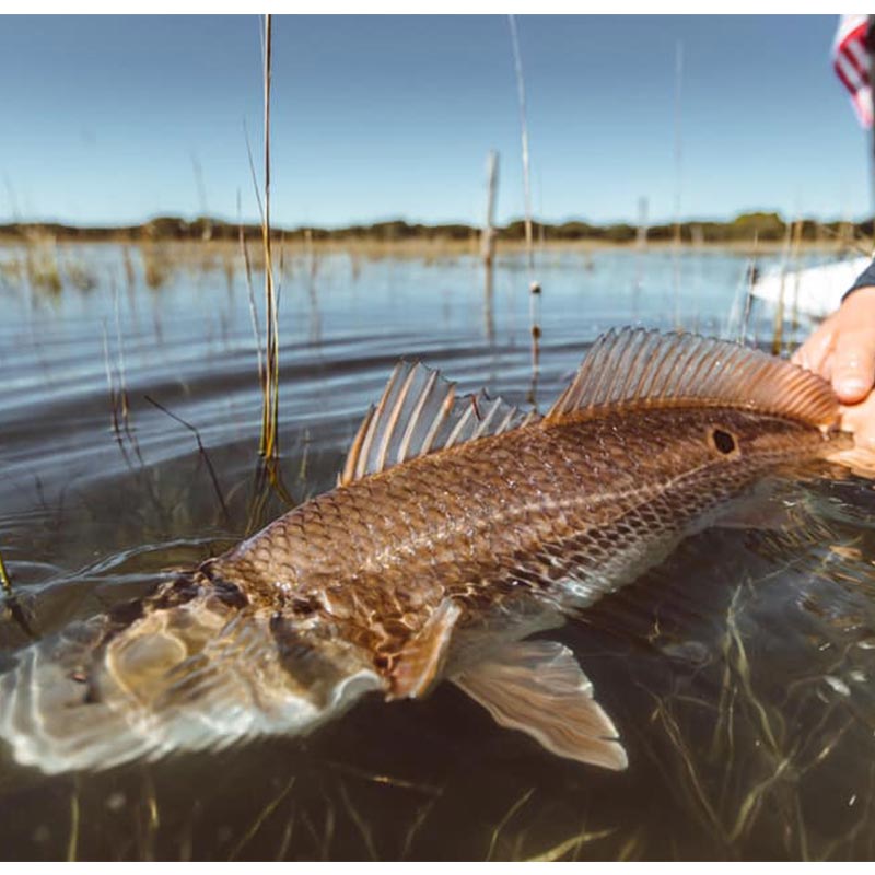 AHQ INSIDER Charleston (SC) Spring 2020 Fishing Report – Updated January 29