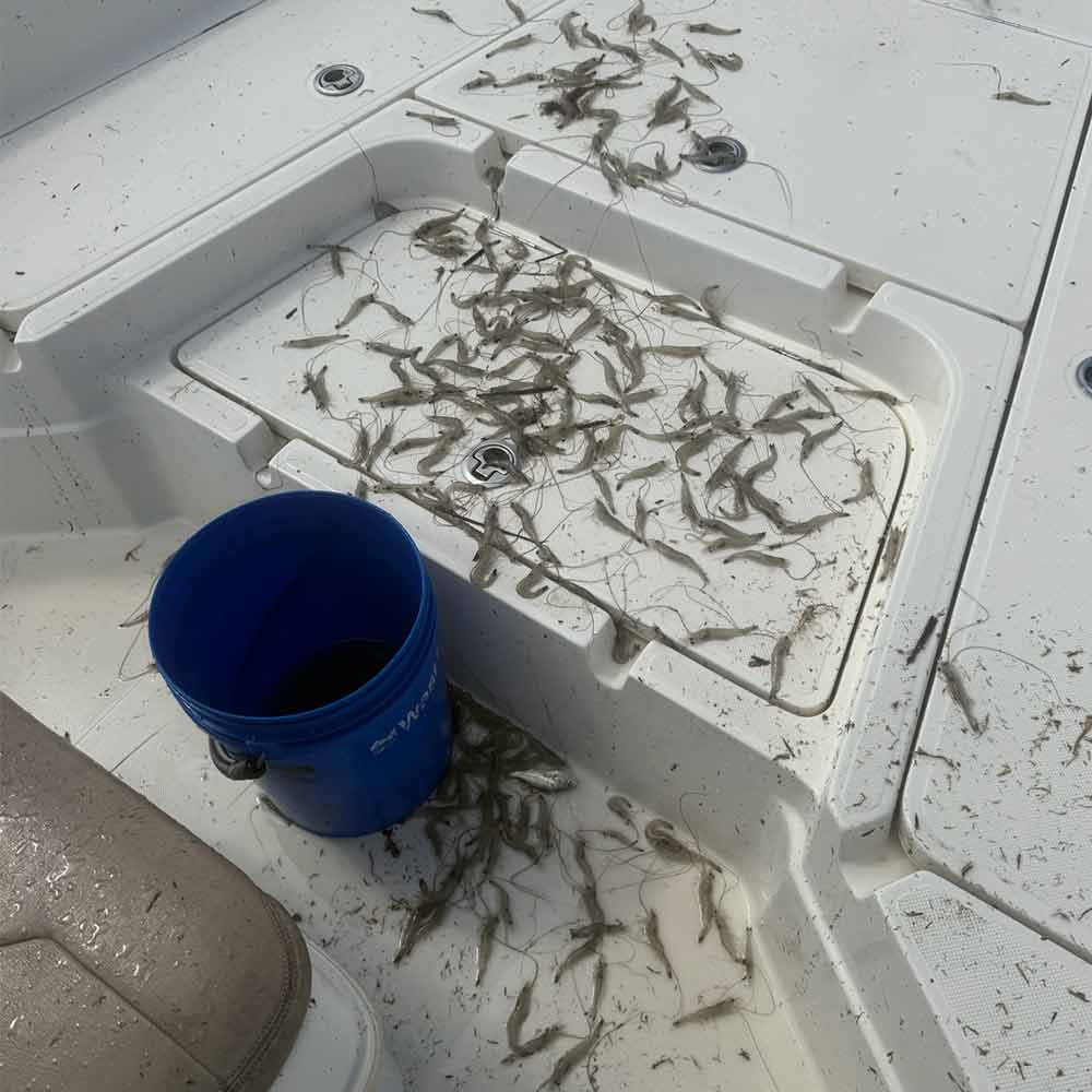 From one cast with Captain Rob's boat - there's no shortage of bait shrimp! 