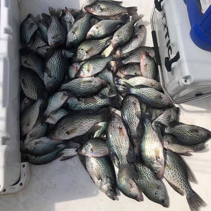 AHQ INSIDER Clarks Hill (GA/SC) Spring 2021 Fishing Report – Updated May 27