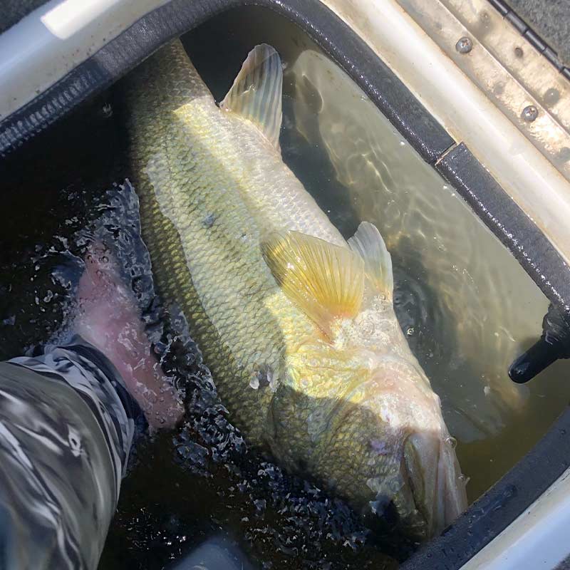 AHQ INSIDER Clarks Hill (GA/SC) 2022 Week 34 Fishing Report – Updated August 22