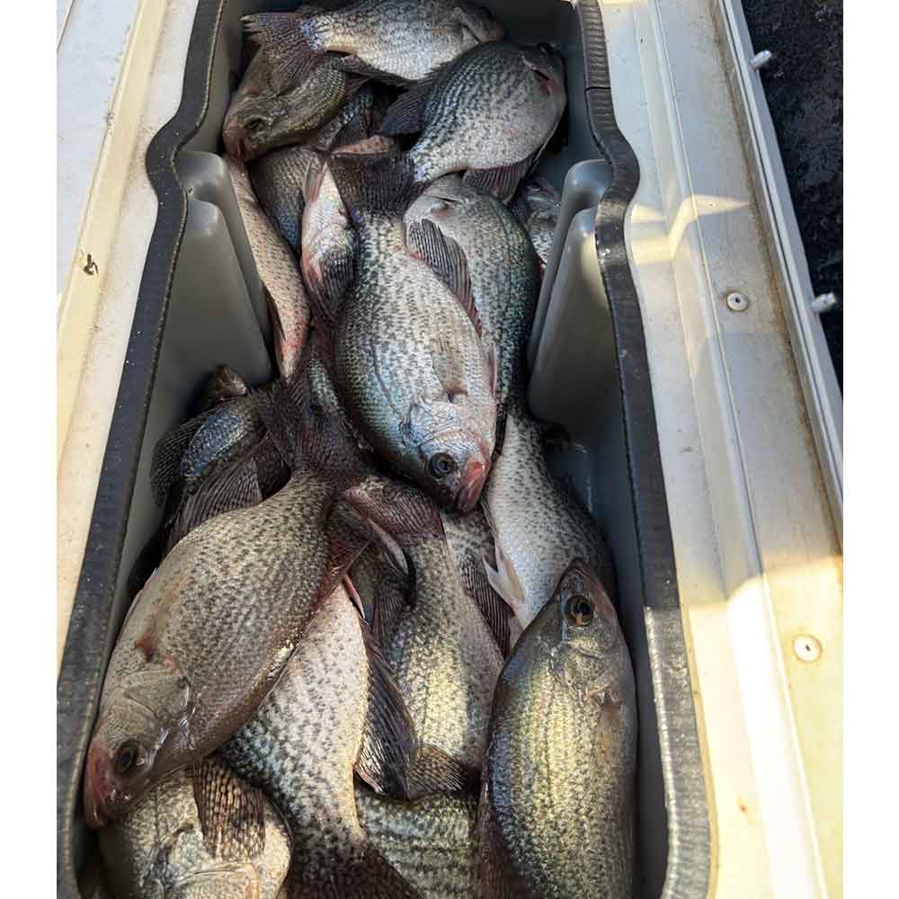AHQ INSIDER Clarks Hill (GA/SC) 2025 Week 7 Fishing Report – Updated February 12