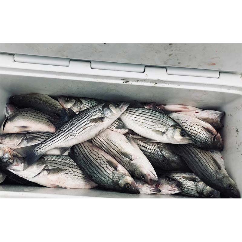 AHQ INSIDER Clarks Hill (GA/SC) Spring Fishing Report – Updated February 4