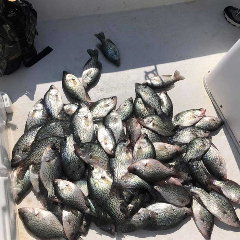 AHQ INSIDER Clarks Hill (GA/SC) Spring 2021 Fishing Report – Updated May 6