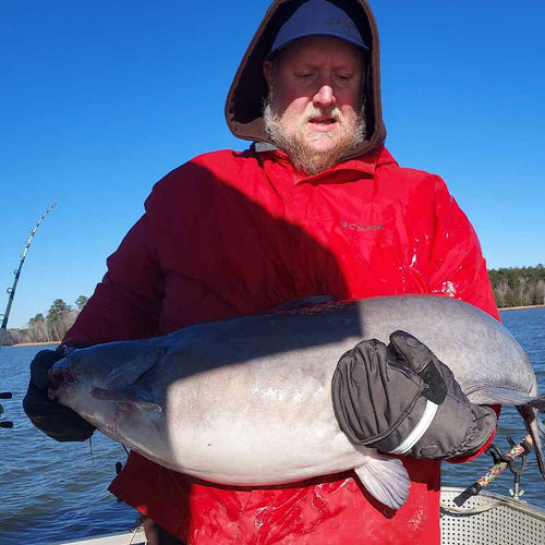 A fat blue cat caught this week with Captain Chris Simpson