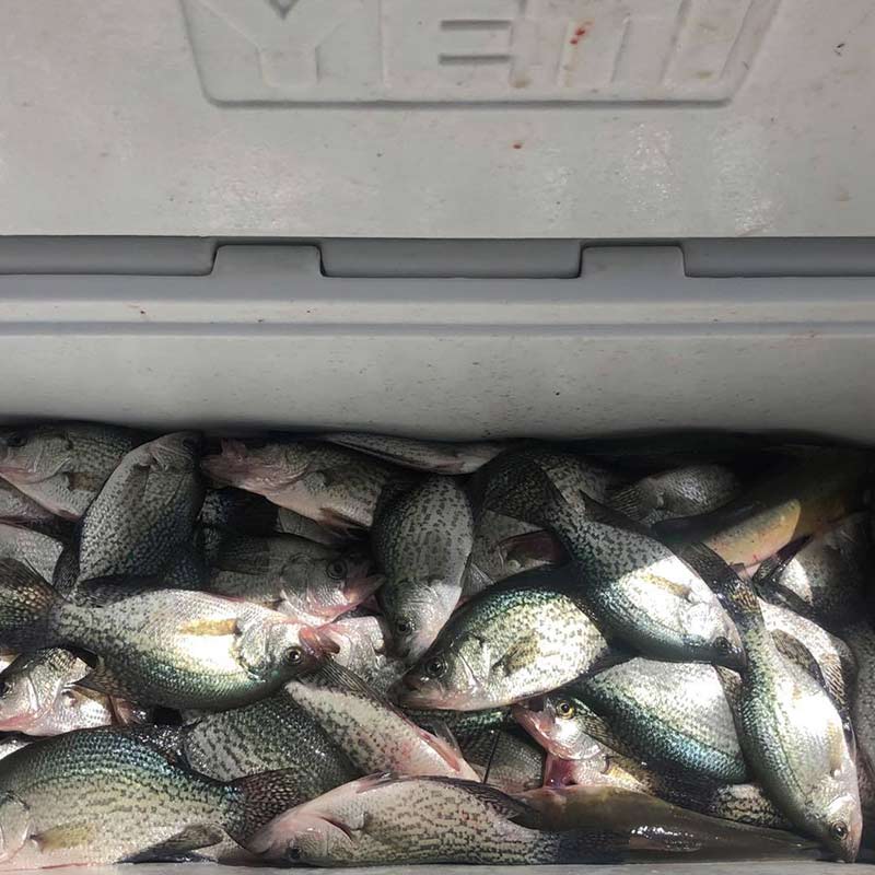 AHQ INSIDER Clarks Hill (GA/SC) Fall Fishing Report – Updated September 14