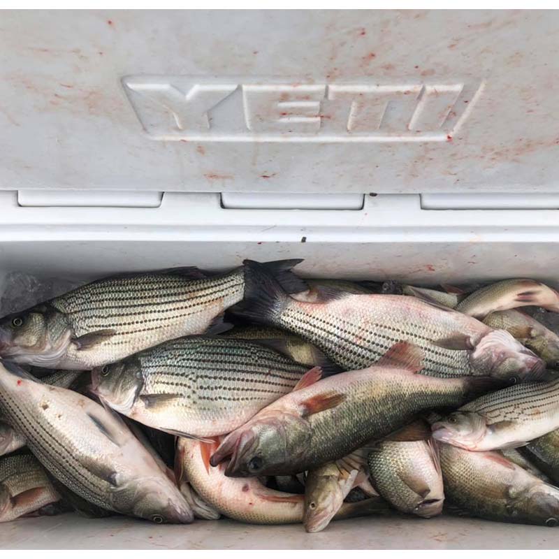 AHQ INSIDER Clarks Hill (GA/SC) Spring Fishing Report – Updated February 18