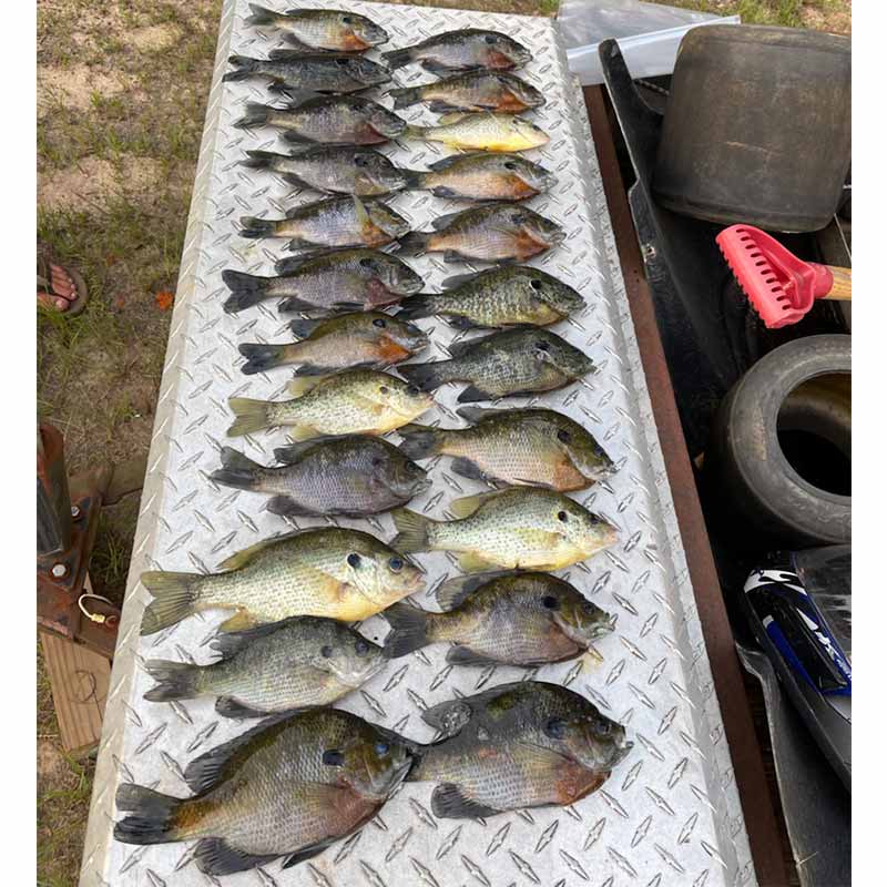 AHQ INSIDER Clarks Hill (GA/SC) Summer 2021 Fishing Report – Updated August 6