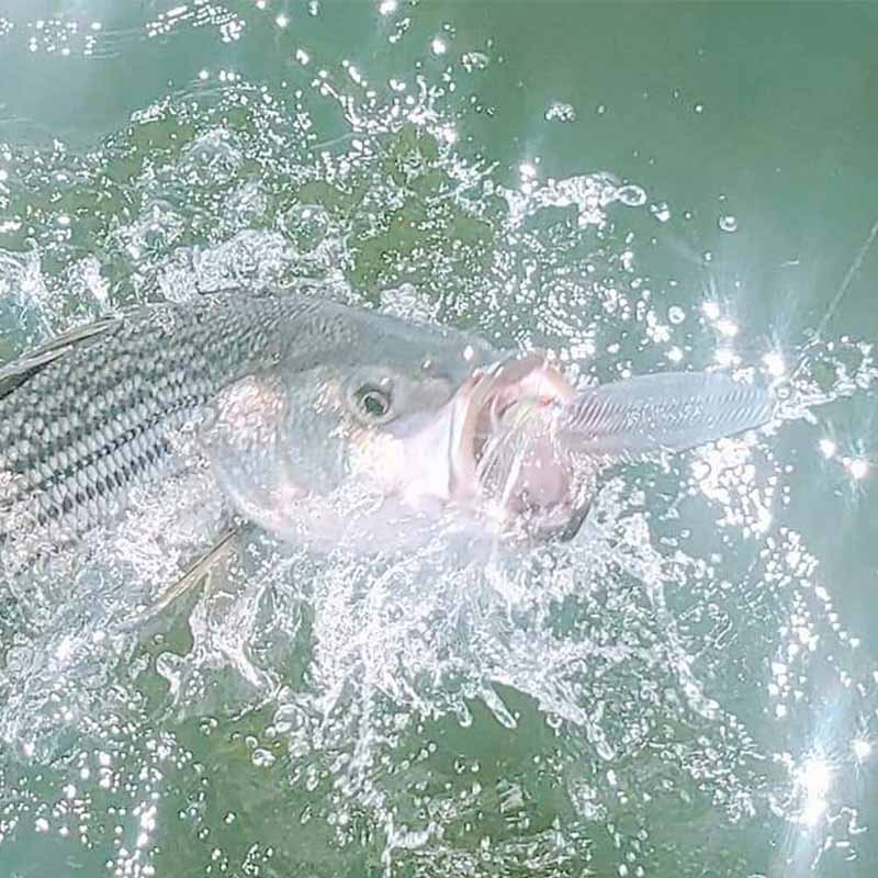 AHQ INSIDER Clarks Hill (GA/SC) 2022 Week 35 Fishing Report – Updated August 31