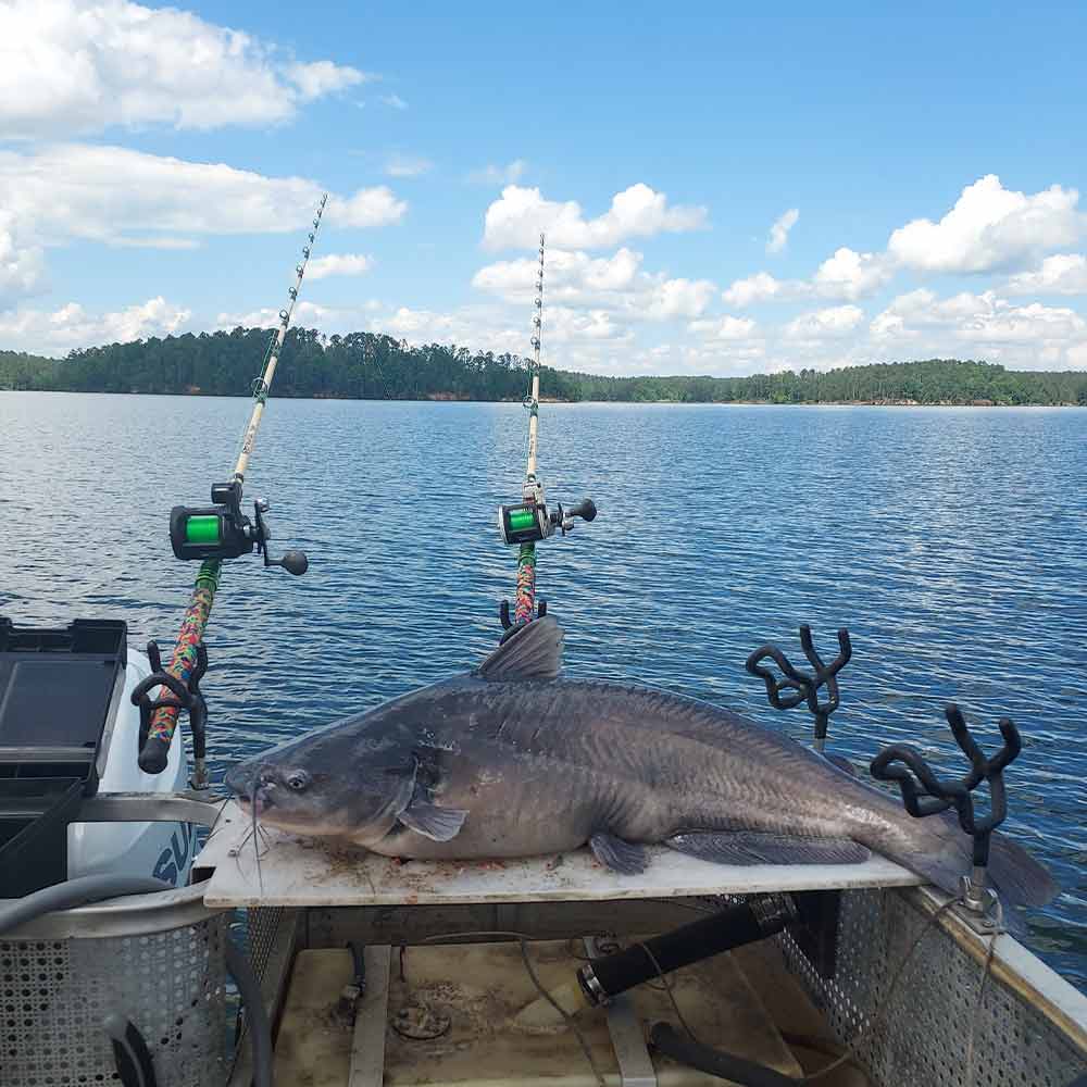 Captain Chris Simpson caught this fish while scouting